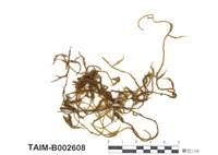 藏品(小蔓苔)的圖片